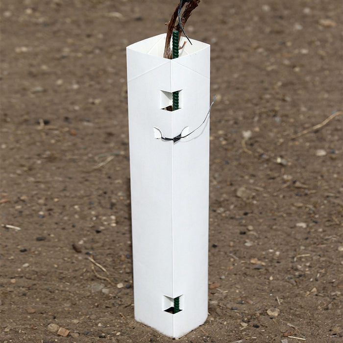 Paper Tree Protectors