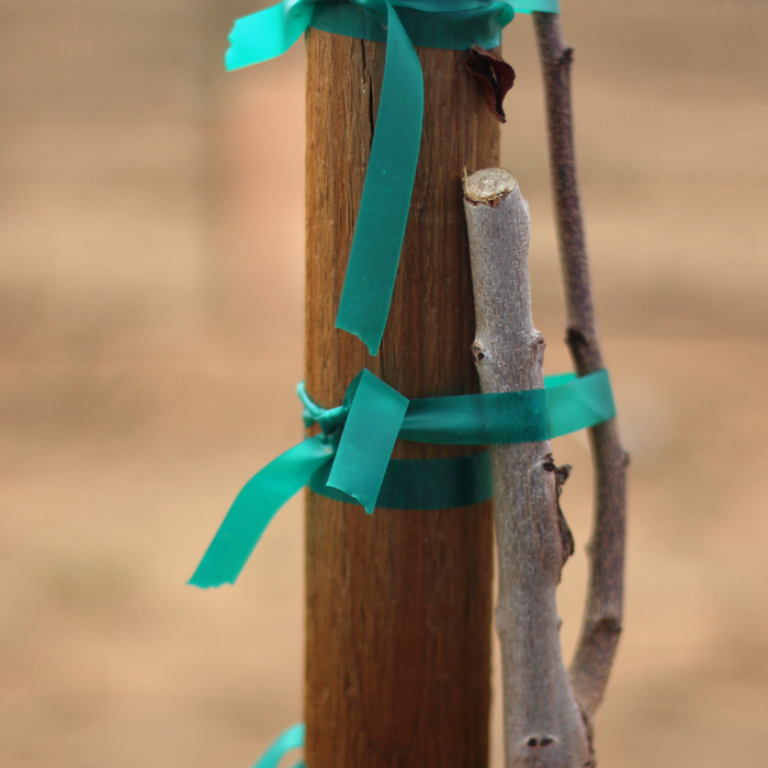 Stretchy Non-Adhesive Tie Tape For Plants