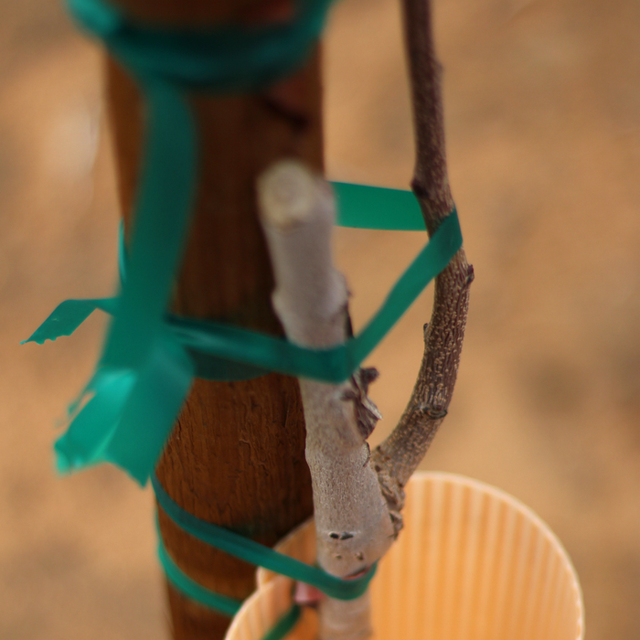 Stretchy Non-Adhesive Tie Tape For Plants